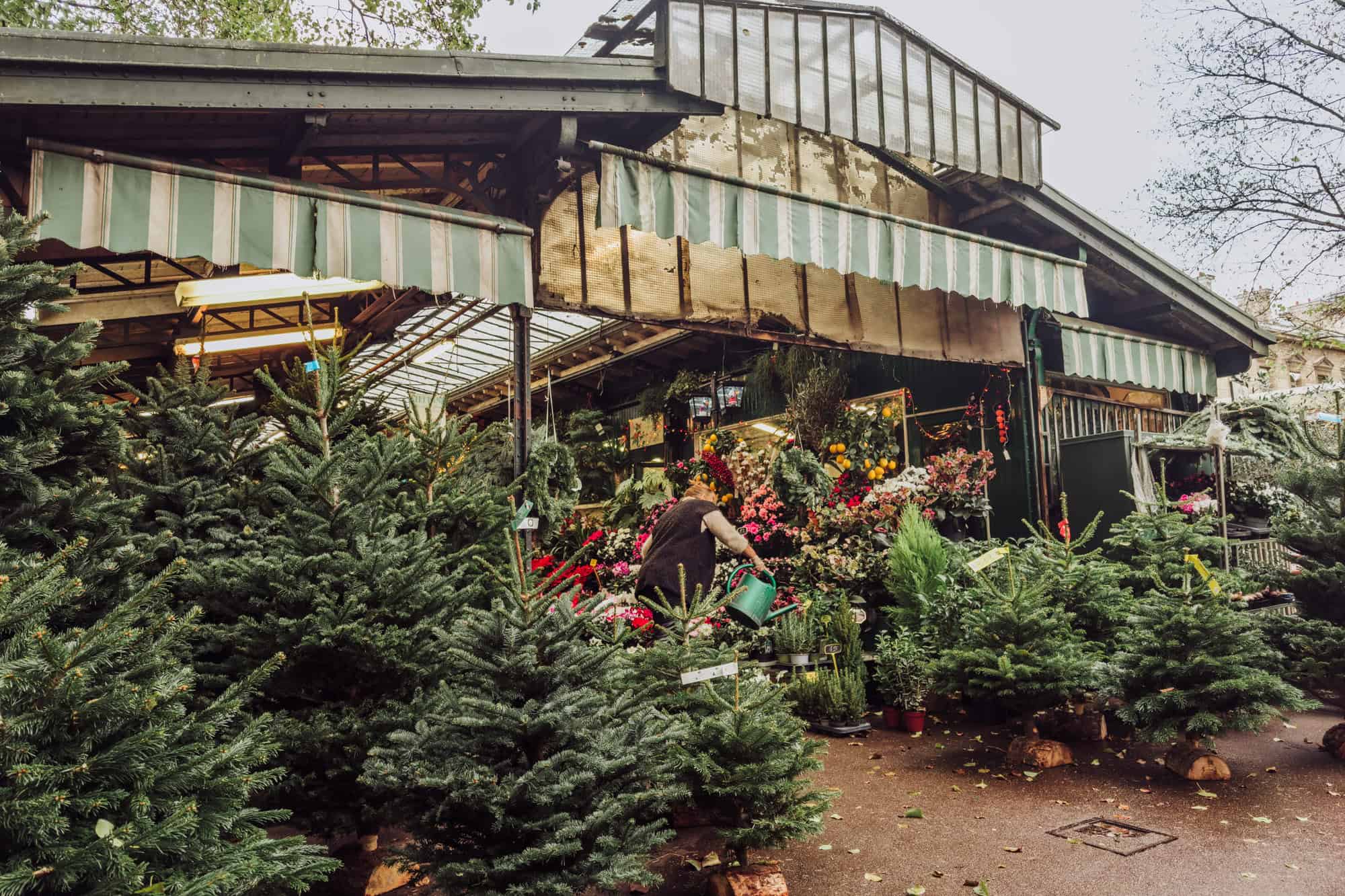 Market in Paris in the winter, selling Christmas greens