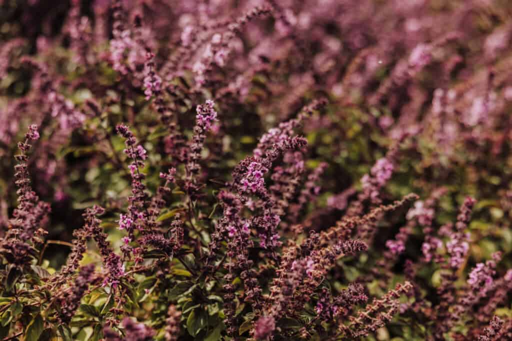 Purple basil flowers