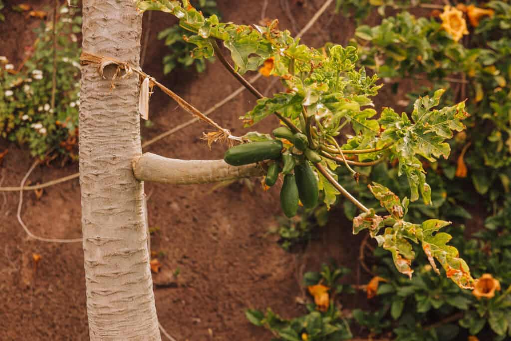 Fruit trees growing in a garden in Madeira