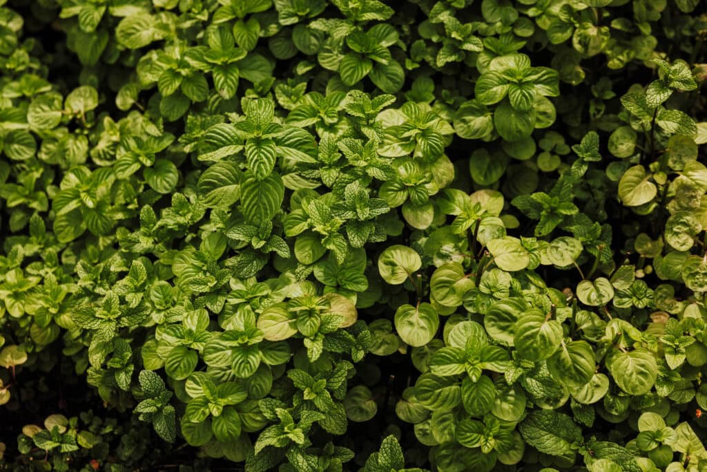 Mint growing on Madeira
