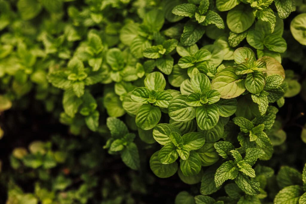 Mint in a garden on Madeira