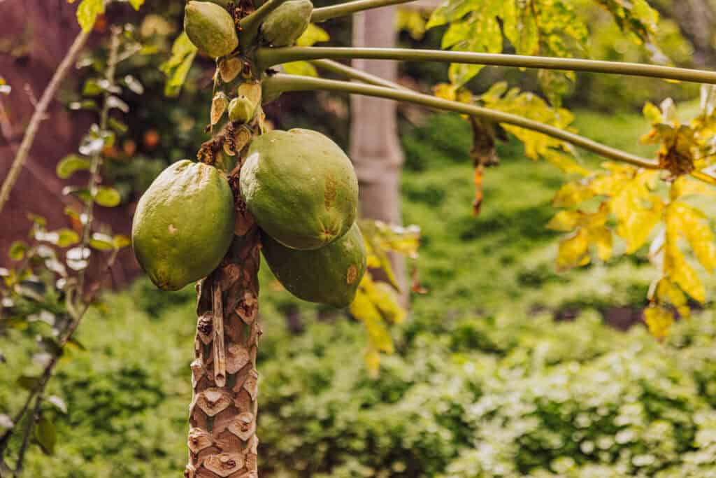 Fruit tree in Calheta, Madeira