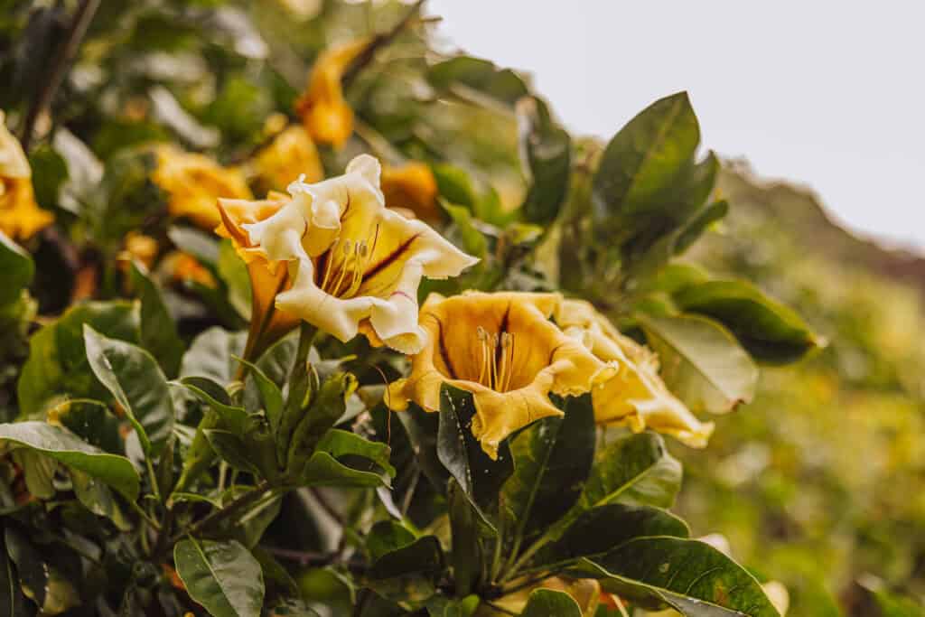 Flowers blooming in this Madeira garden