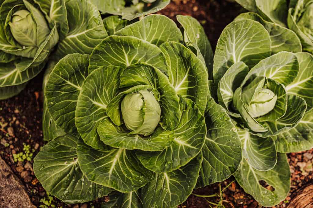 Vegeetable garden on Madeira