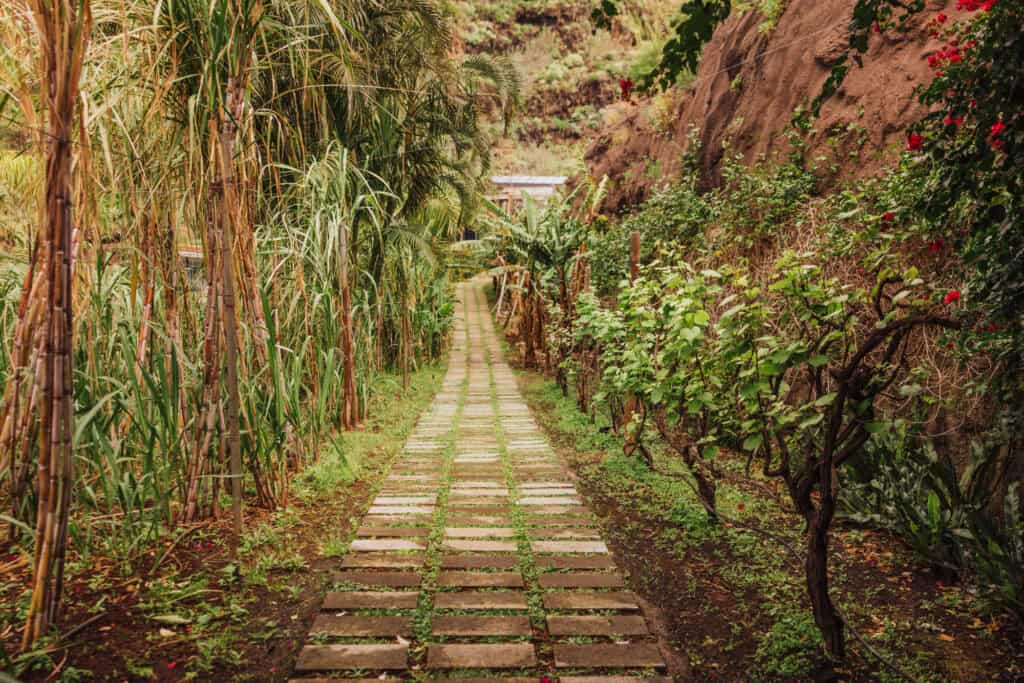 Sugar cane growing on Madeira