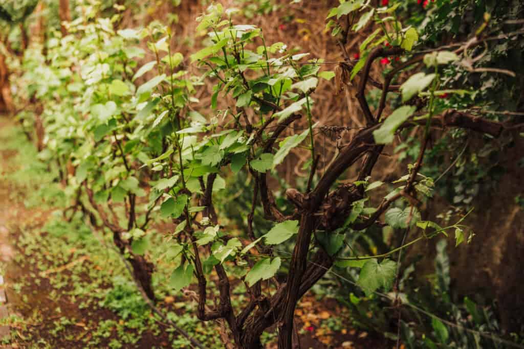 Grapevines growing at a resort garden on Madeira