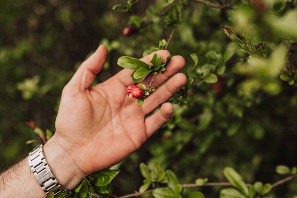 A tiny pomegranate growing in the garden