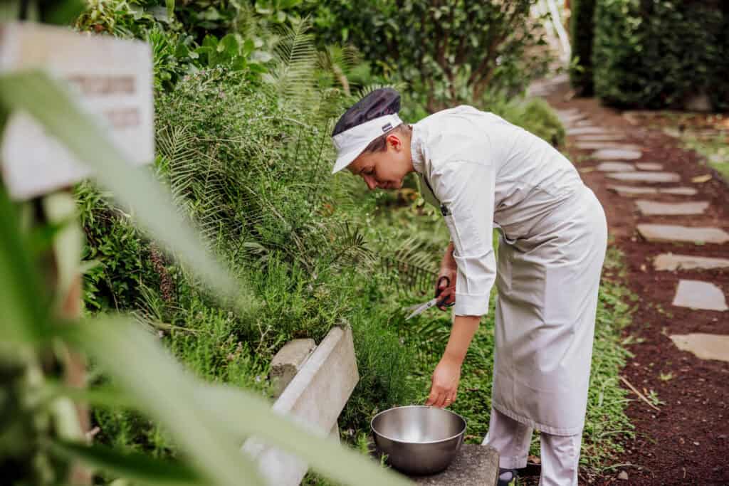 A chef in the garden at Saccharum Resort
