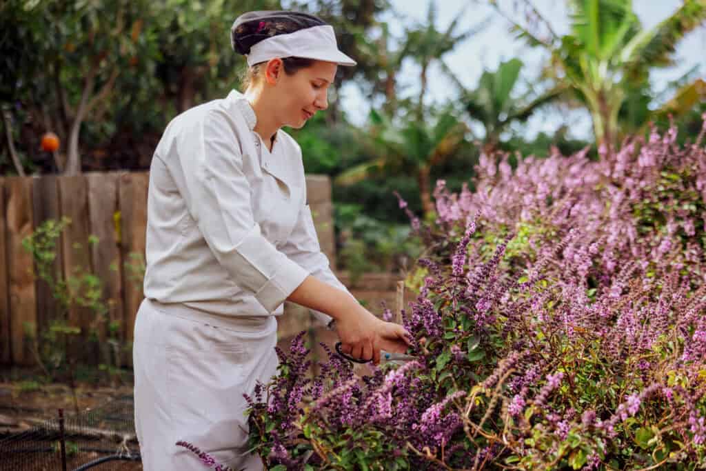 Picking basil in a garden on Madeira