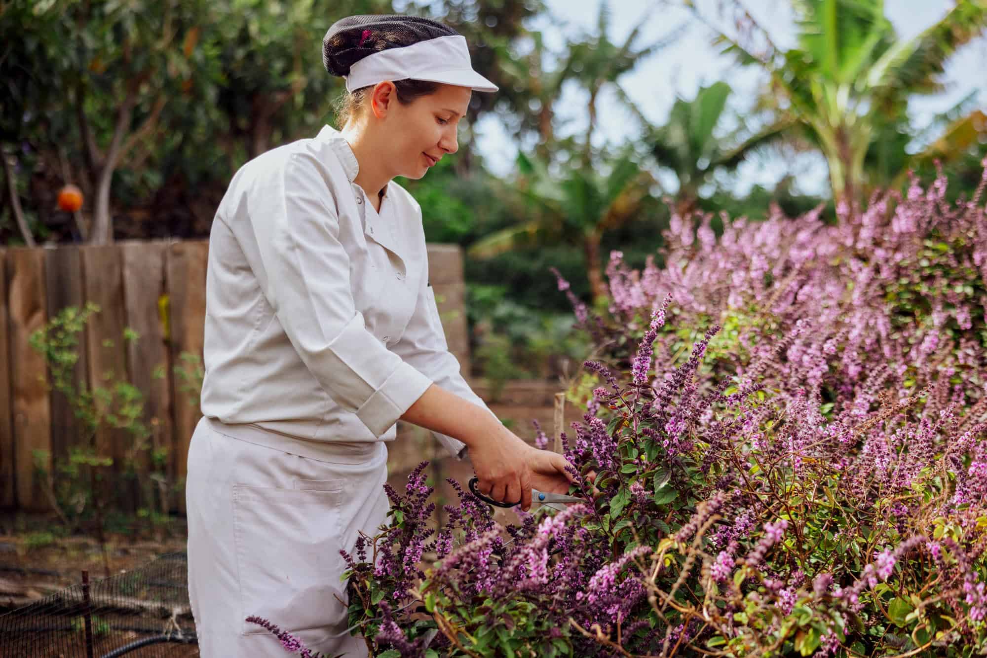 Picking basil in a garden on Madeira
