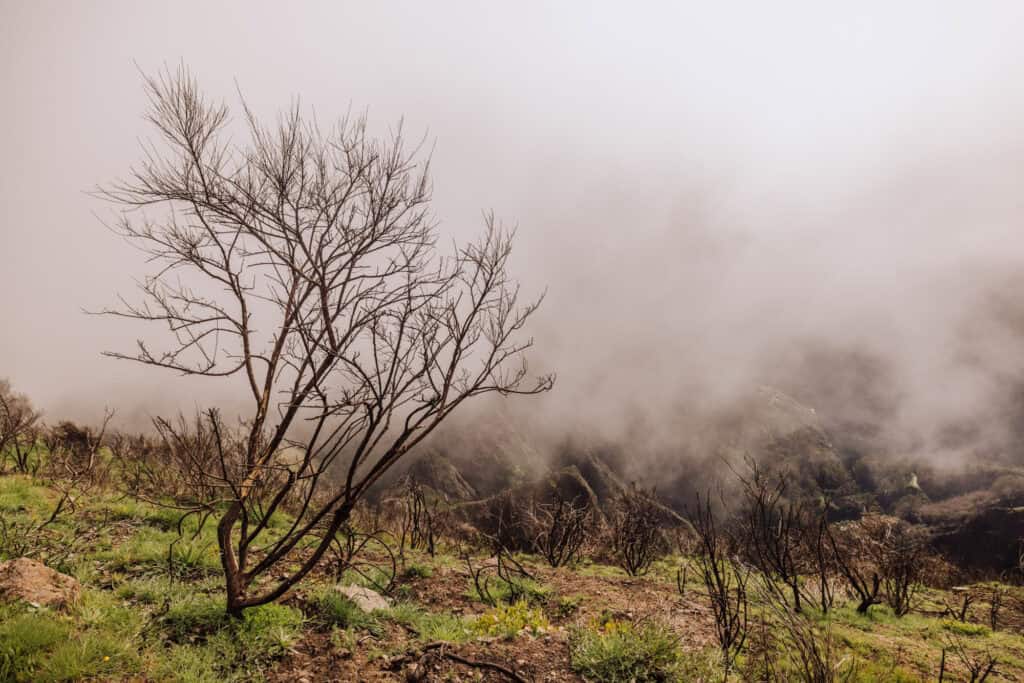 trees damaged by wildfires on a mountain on Madeira