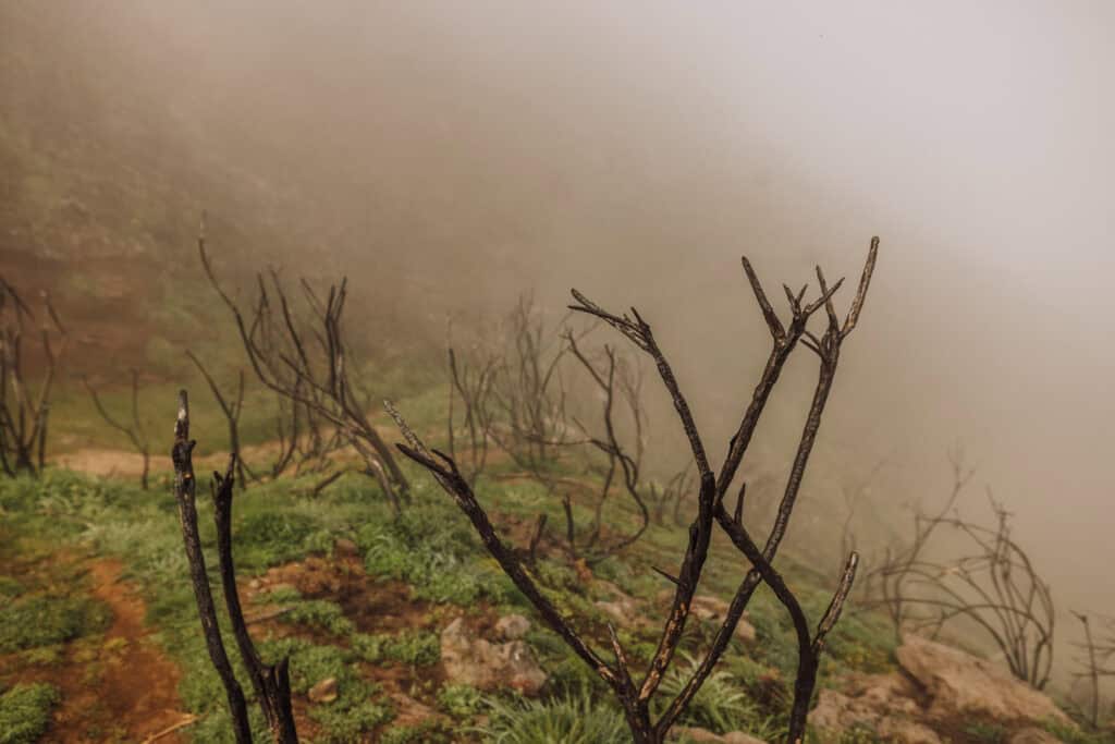 trees damaged by wildfire on Madeira