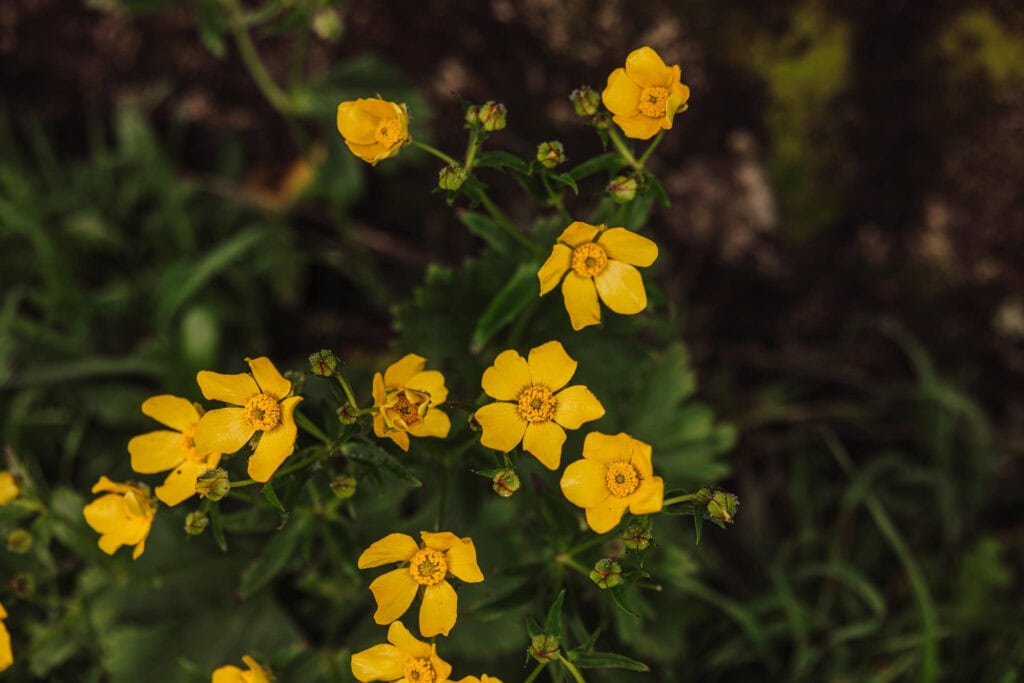 Wildflowers blooming in Madeira in April