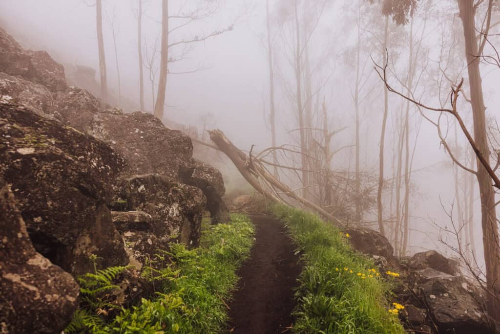 Hiking a foggy trail on Madeira
