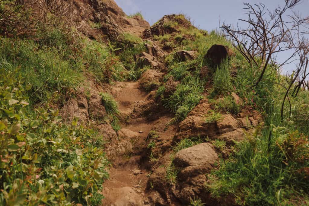 Grass and shrubs are growing back along a hiking rail damaged by wildfire.