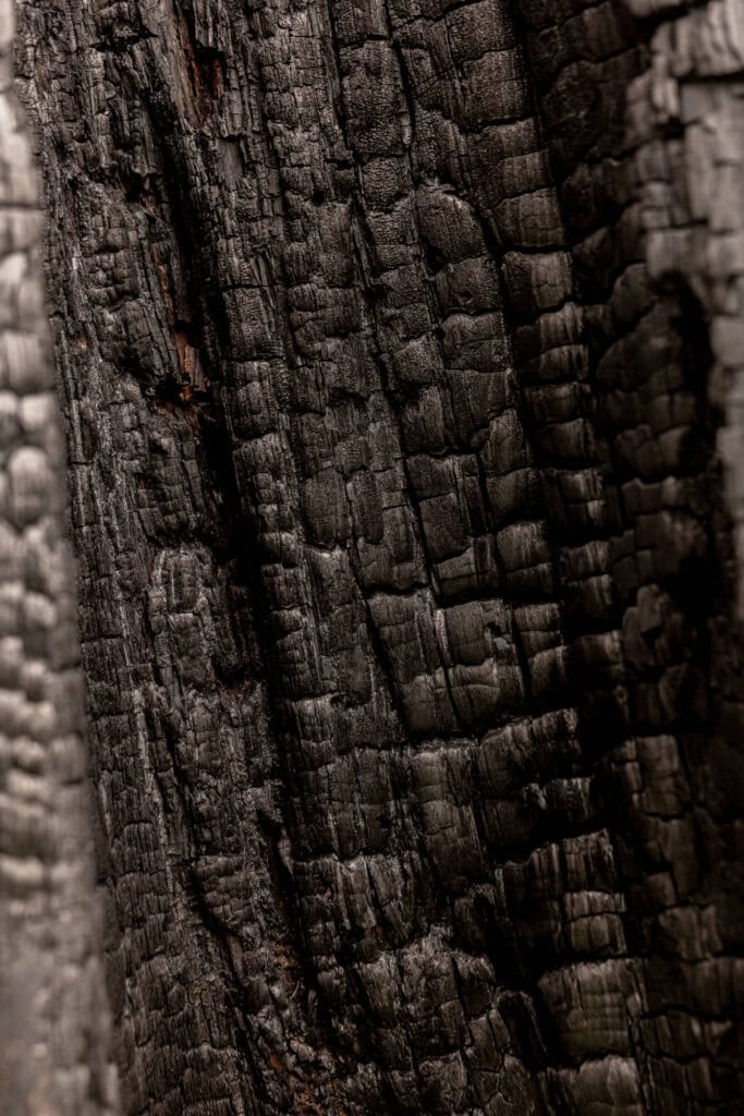 a tree burned by a wildfire