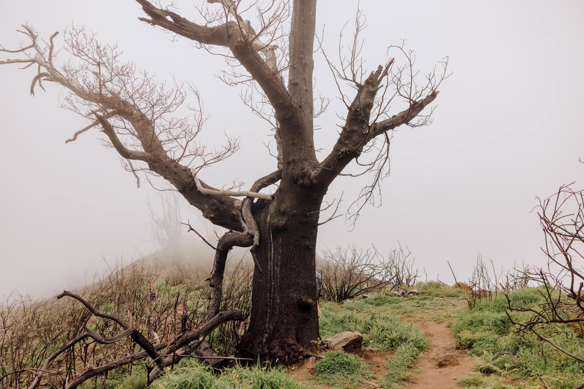 Wildfire damage on Madeira