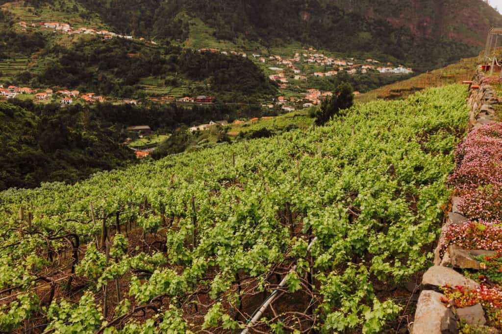 The Quinta do Barbusano winery and vineyard near Sao Vicente, Madeira