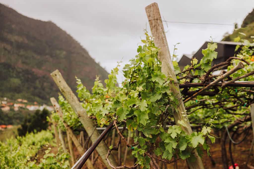 The grapevines at the Barbusano vineyard