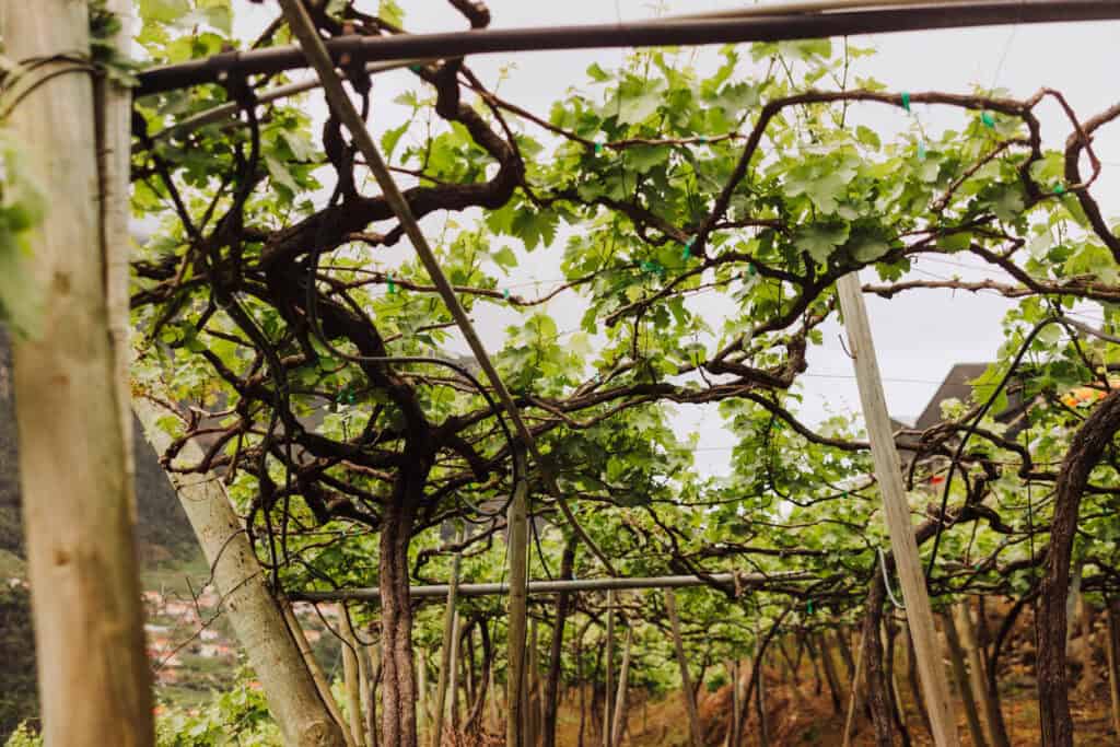 Grapevines at a Madeira vineyard