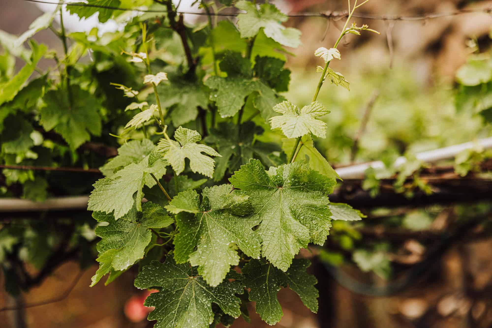 Grapes growing at the vineyard on Madeira
