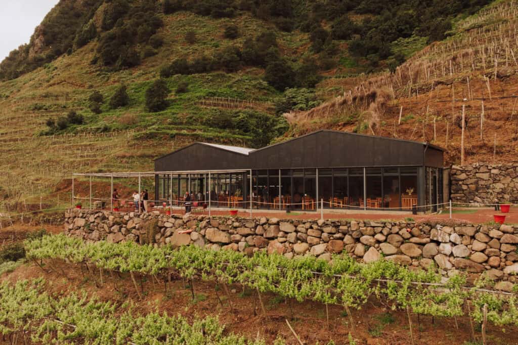 Grapevines growing on Madeira