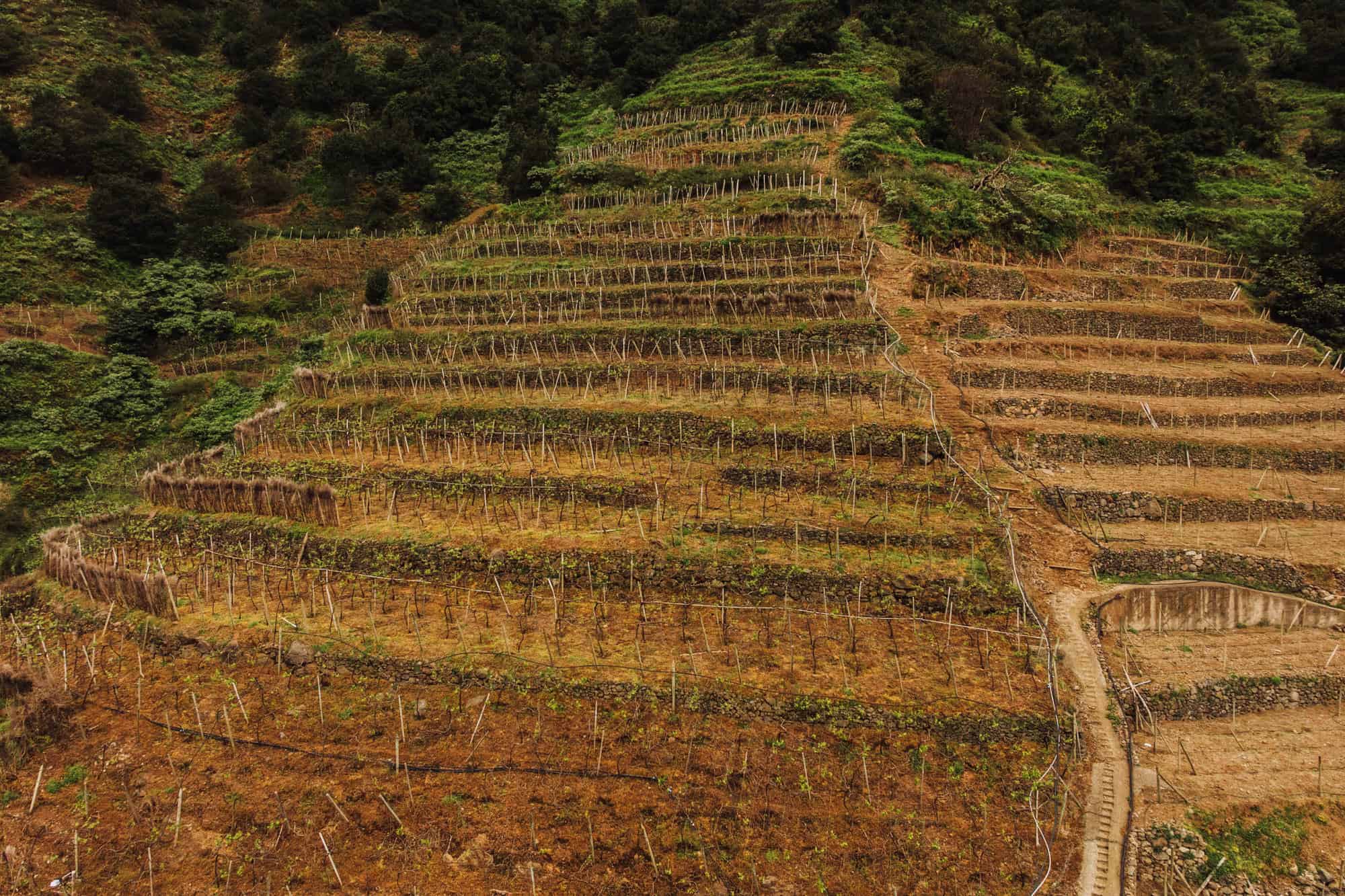 The terraced vineyard