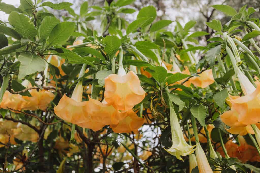 Funchal Madeira in the spring