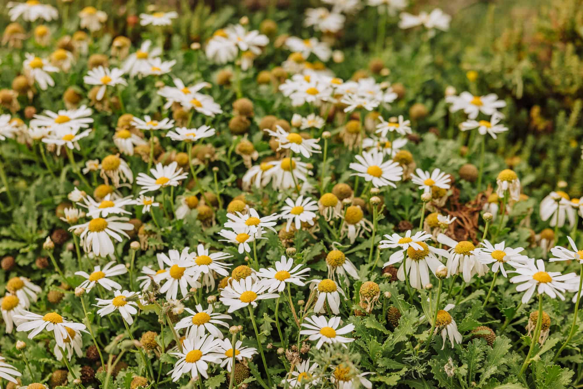 Wildflowers blooming in Madeira in April