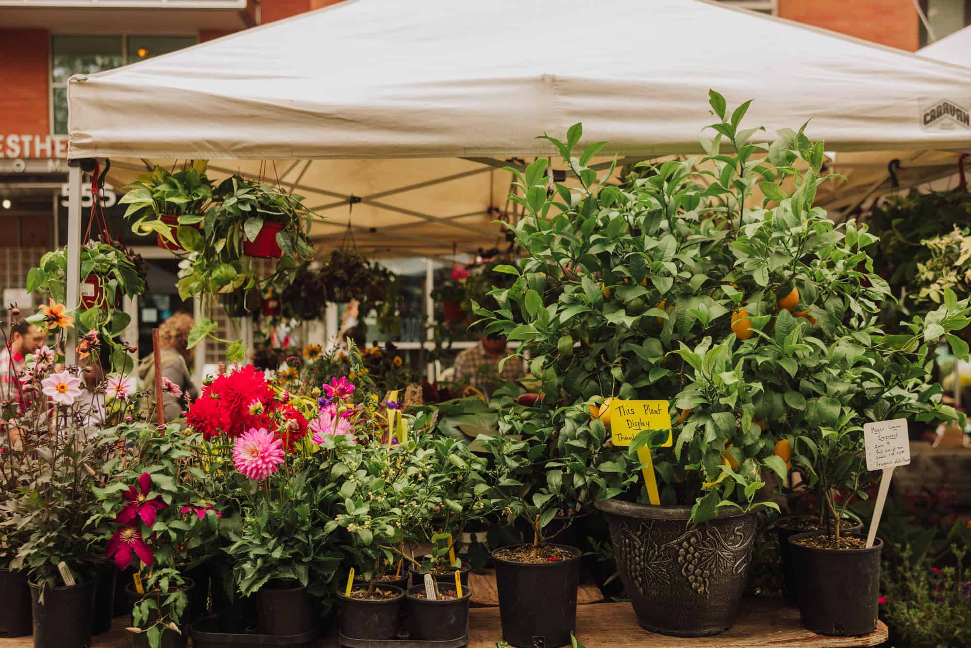 Plants, flowers and bushes for sale