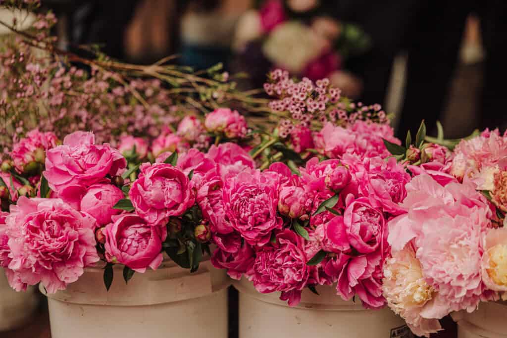 Peonies for sale at the market in buckets