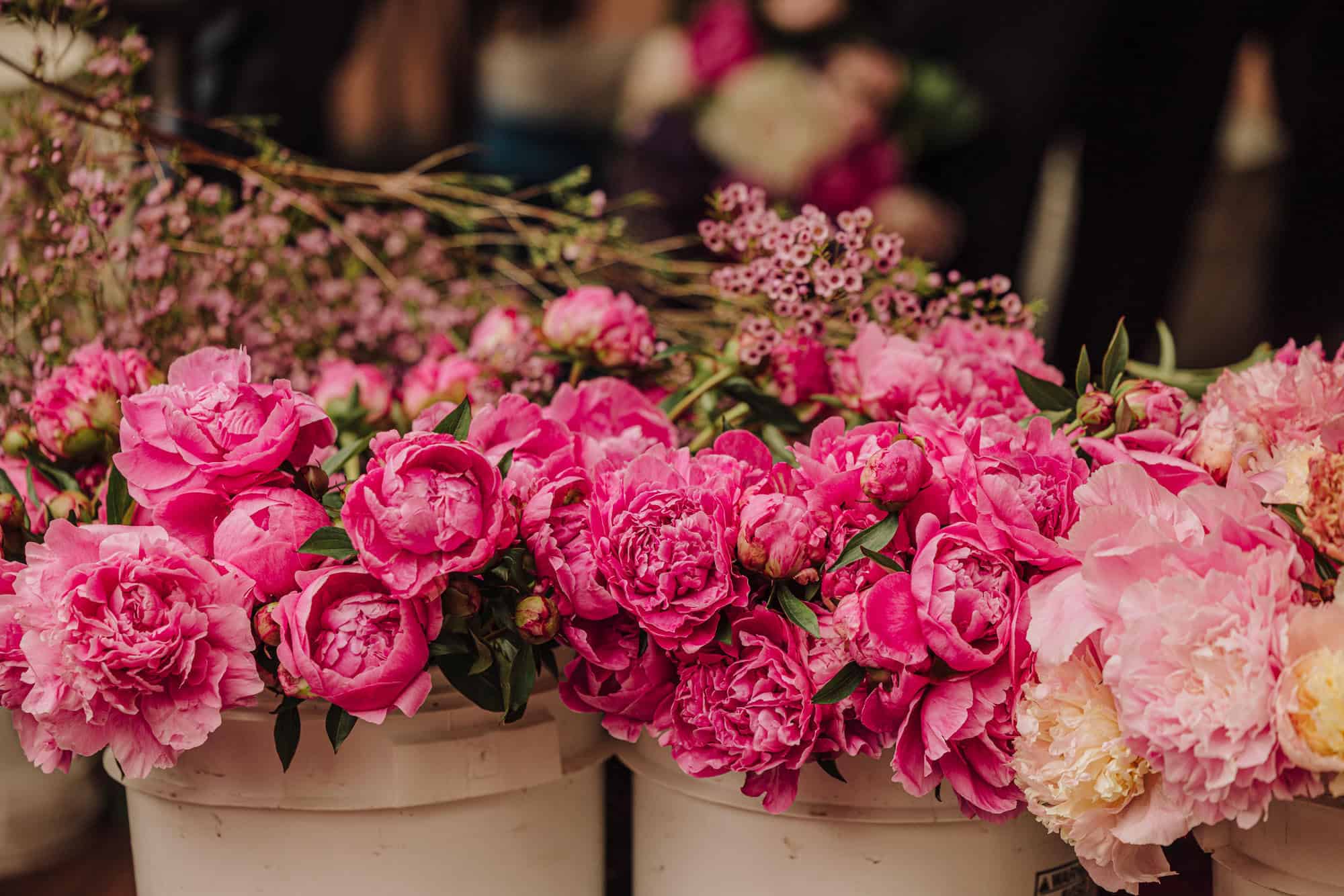 Peonies for sale at the market in buckets