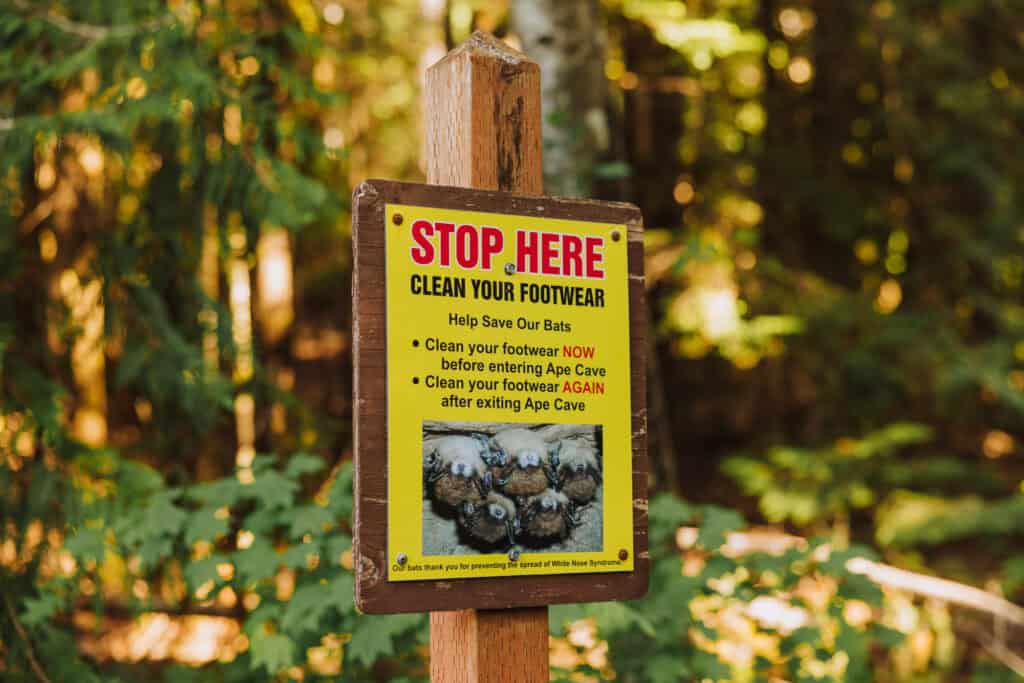 A sign telling Ape Cave visitors to protect bats by cleaning shoes to prevent the spread of white nose syndrome