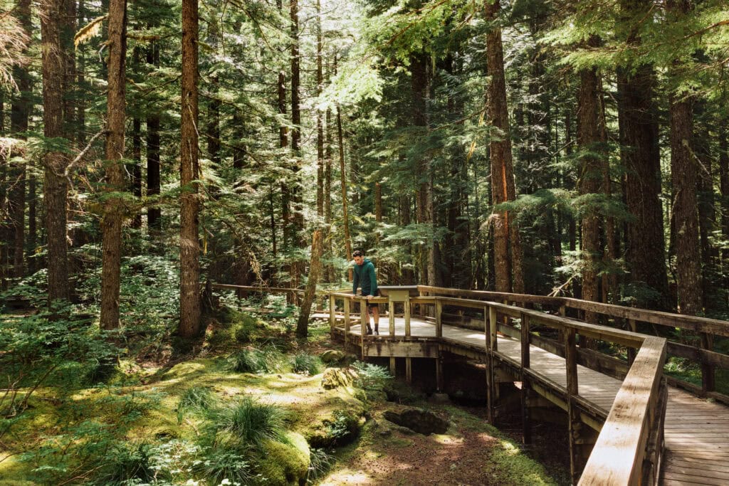 Trail of two forests