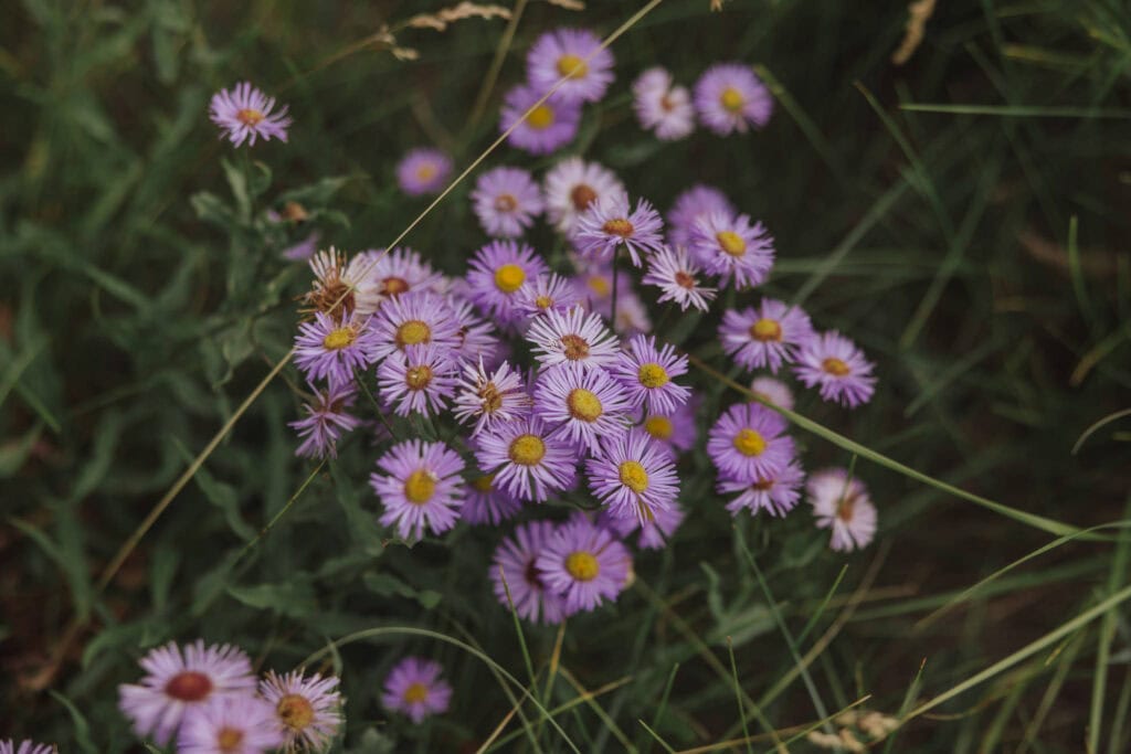 Wildflowers in Montana