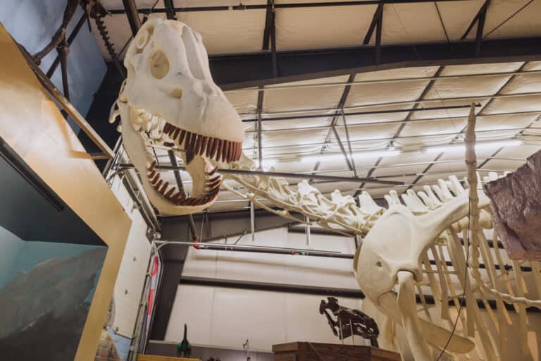 Seismo, a replica dinosaur skeleton on display in Central Montana