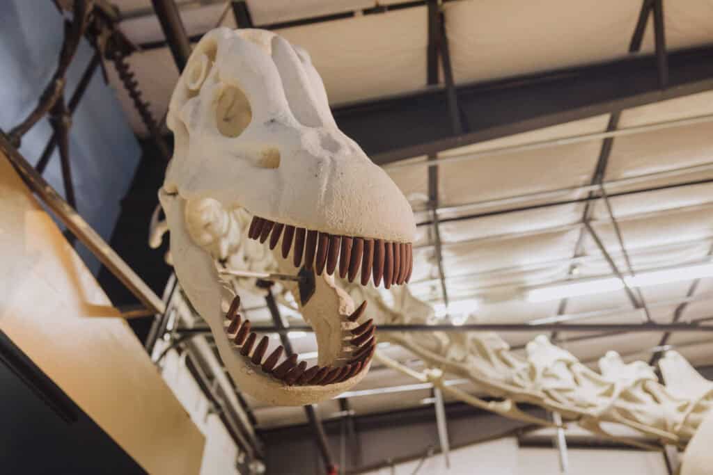 Seismo's head
