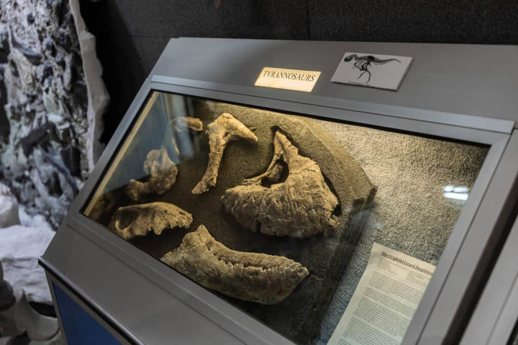 Tyrannosaur bones at the museum in Montana