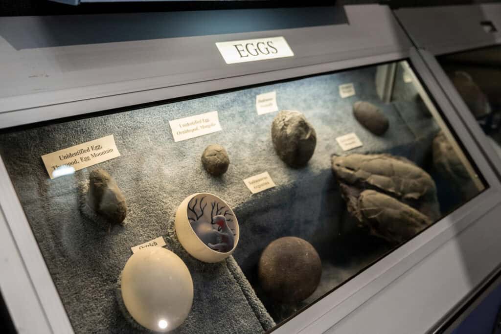 A museum display on dinosaur eggs