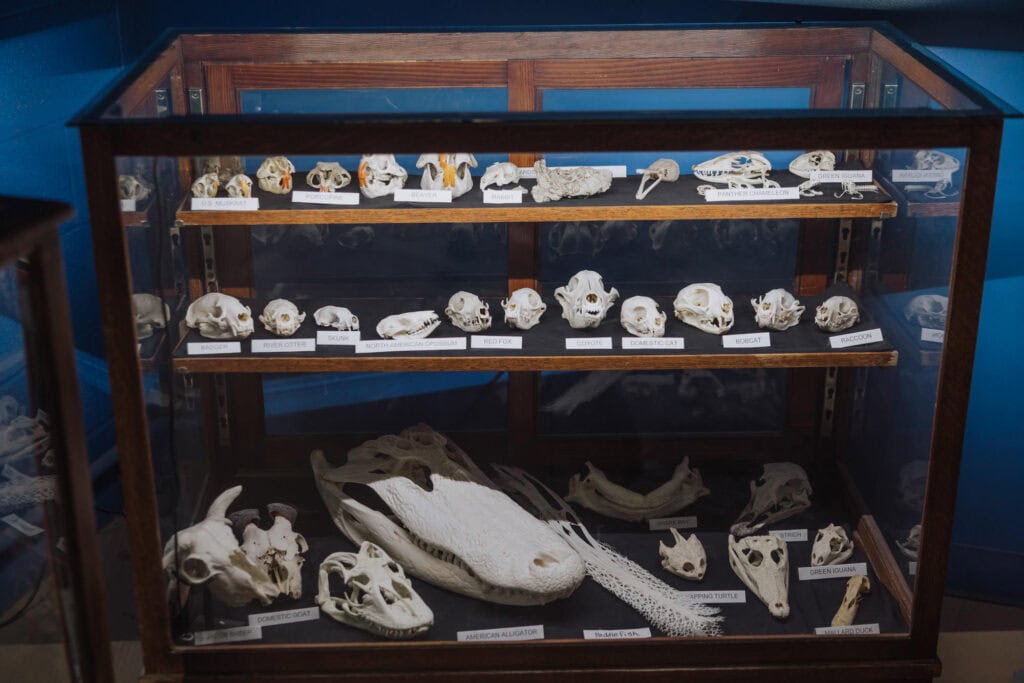 More skull bones and fossils on display at the Two Medicine Dinosaur museum in Montana