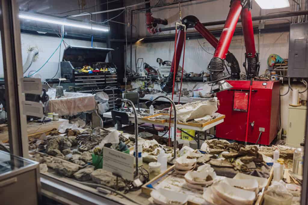 This is where paleontologists work at the dinosaur museum
