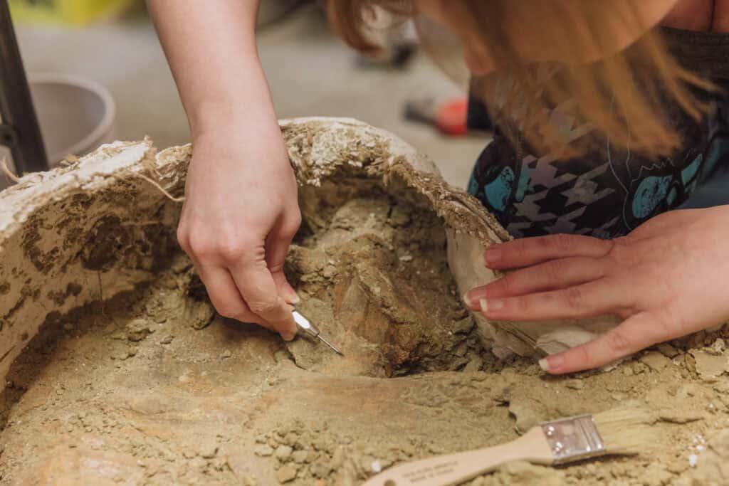 Scraping away at dinosaur egg fossils