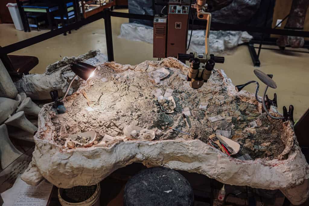 A field jacket of dinosaur eggs found in Montana