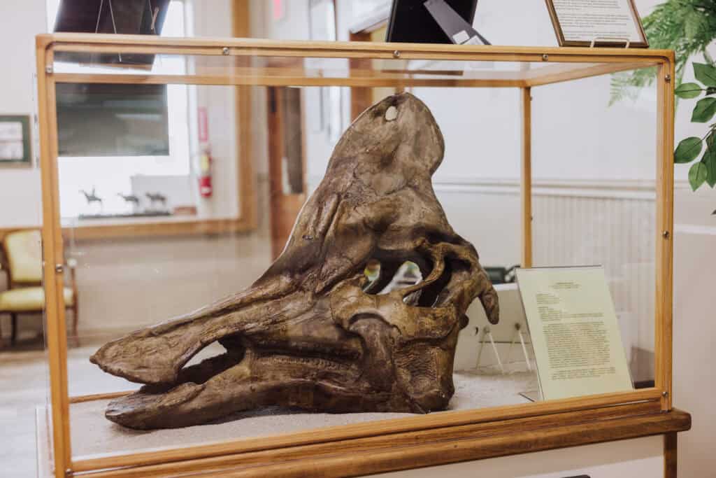 Lambeosaurus skull