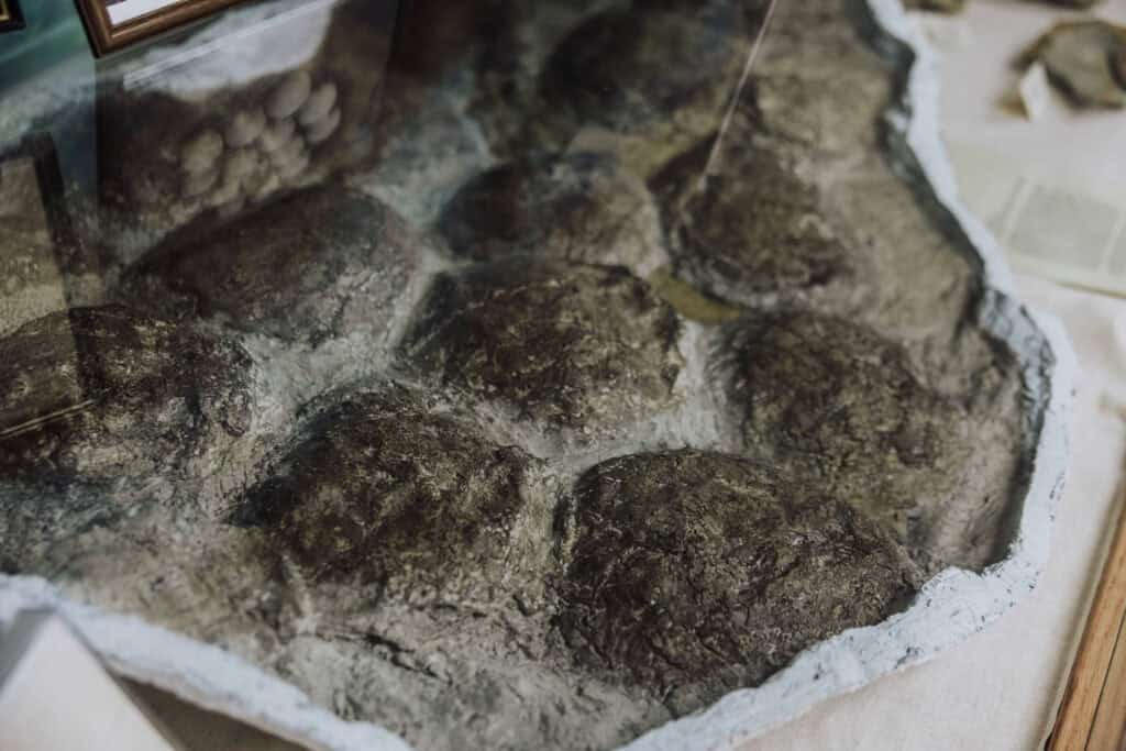 Dinosaur Eggs from Judith Basin Montana