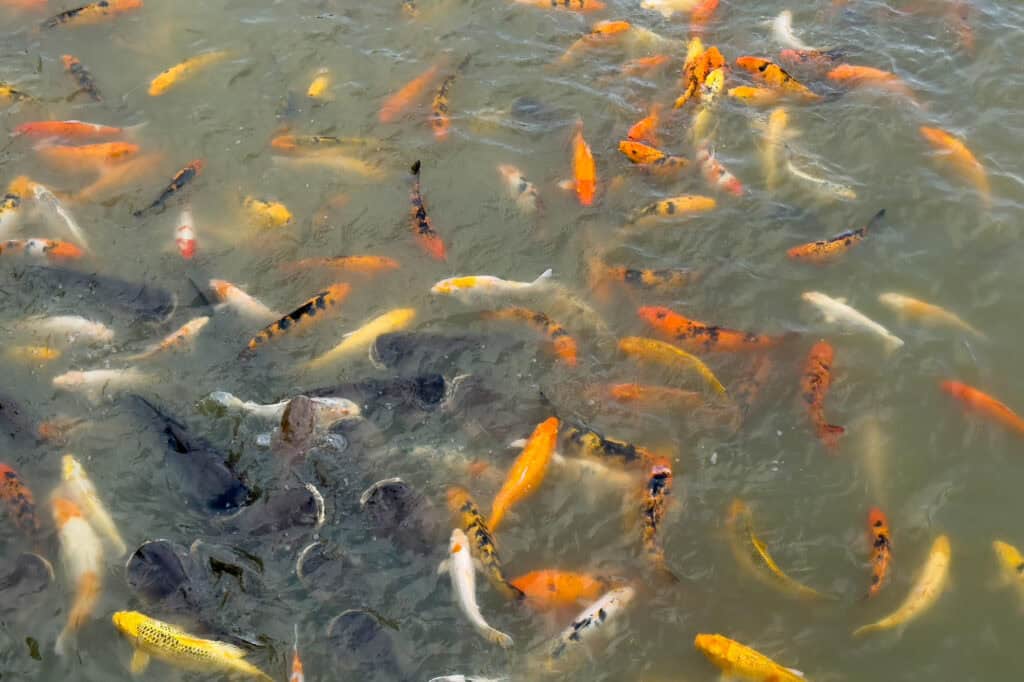 Koi fish swimming at a temple in Chiang Rai, Thailand