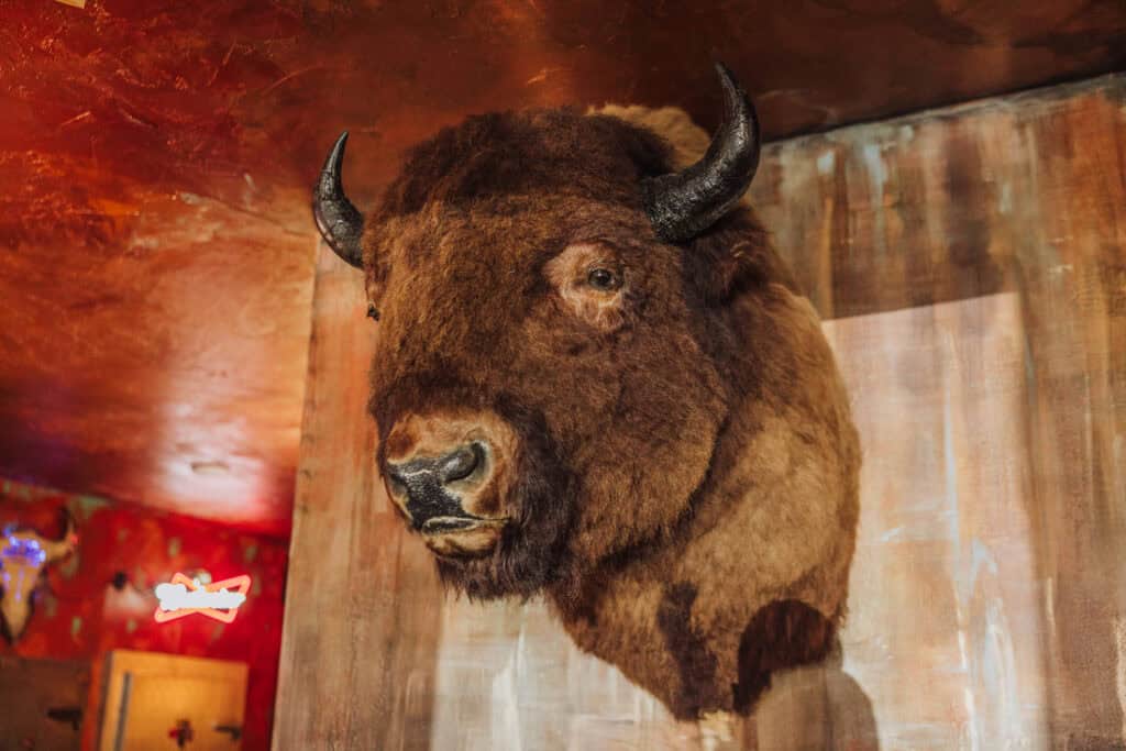 A buffalo mounted at Buffalo Joe's bar and restaurant in Montana
