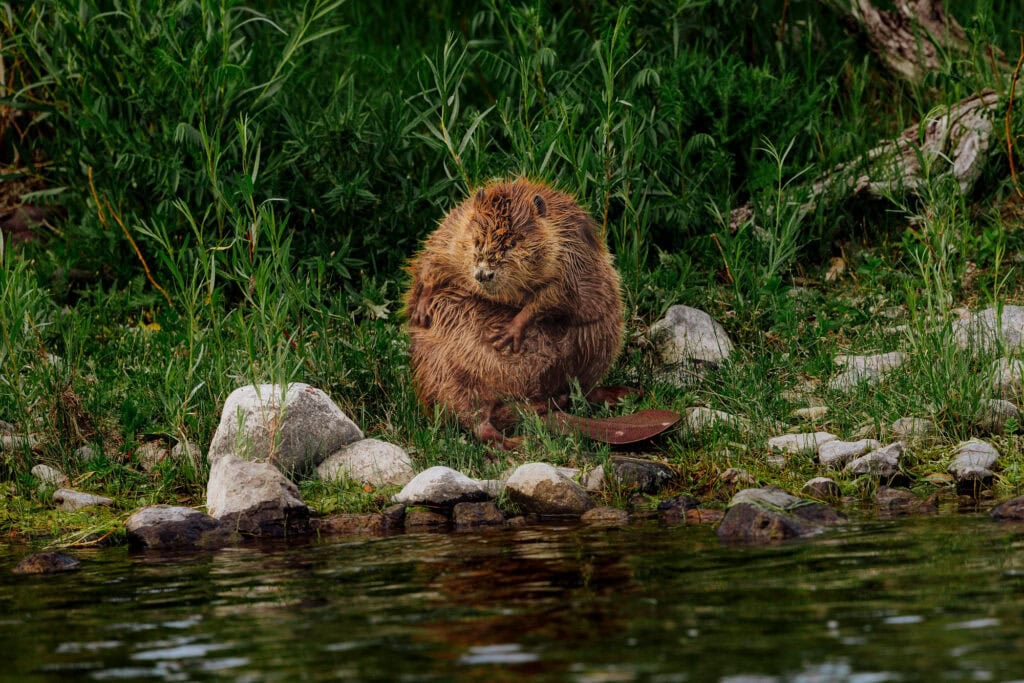 A beaver along the Missouri River in Montana