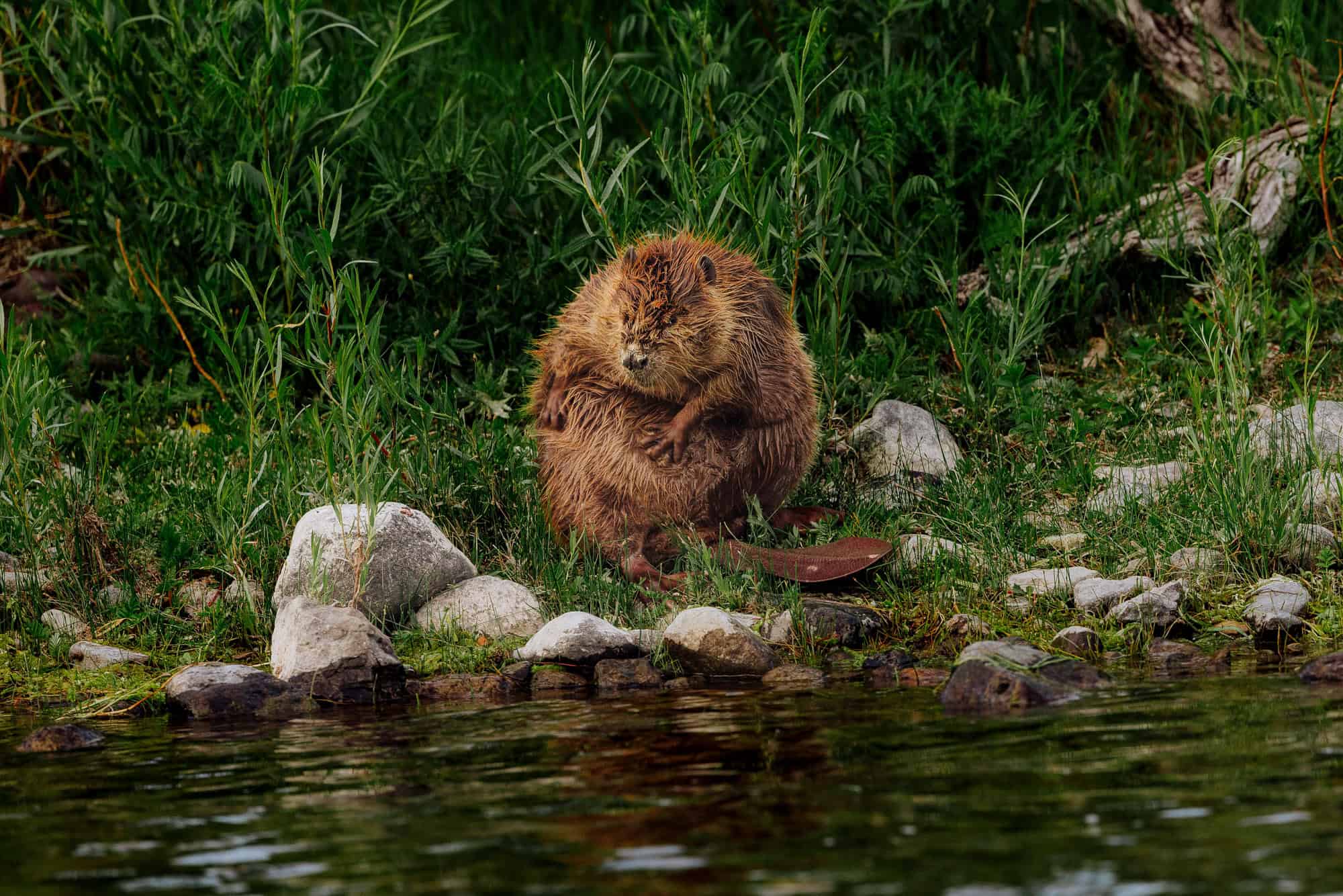 A beaver along the Missouri River in Montana