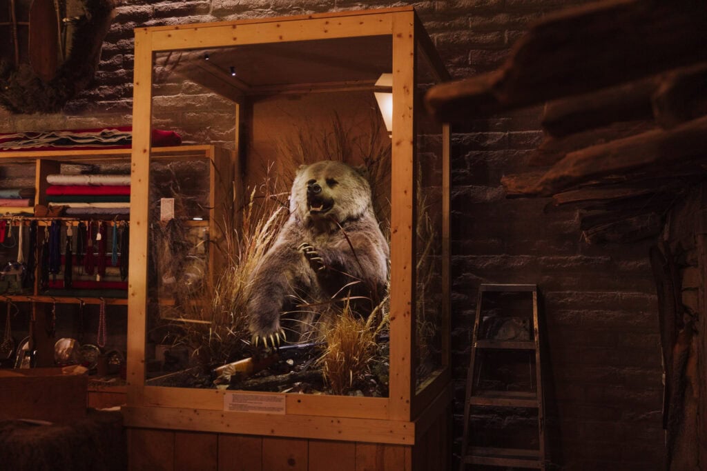 Taxidermy mount grizzly bear in Montana
